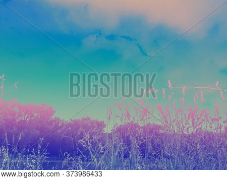 On The Shore Of The Pond In The Summer