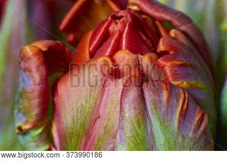 Macroshot Of Red Tulip Buds As Natural And Holidays Background Extreme Closeup. Beautiful Tulips Flo