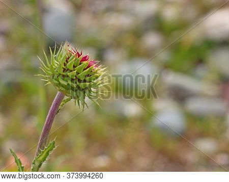 Wild Thistle Bud. Spiky Plant With Sharp Spikes. Copy Space, Blurred Background