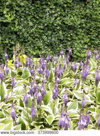 Funkia - Hosta Mediovariegata Flower In Bloom. Summer Time Gardening.