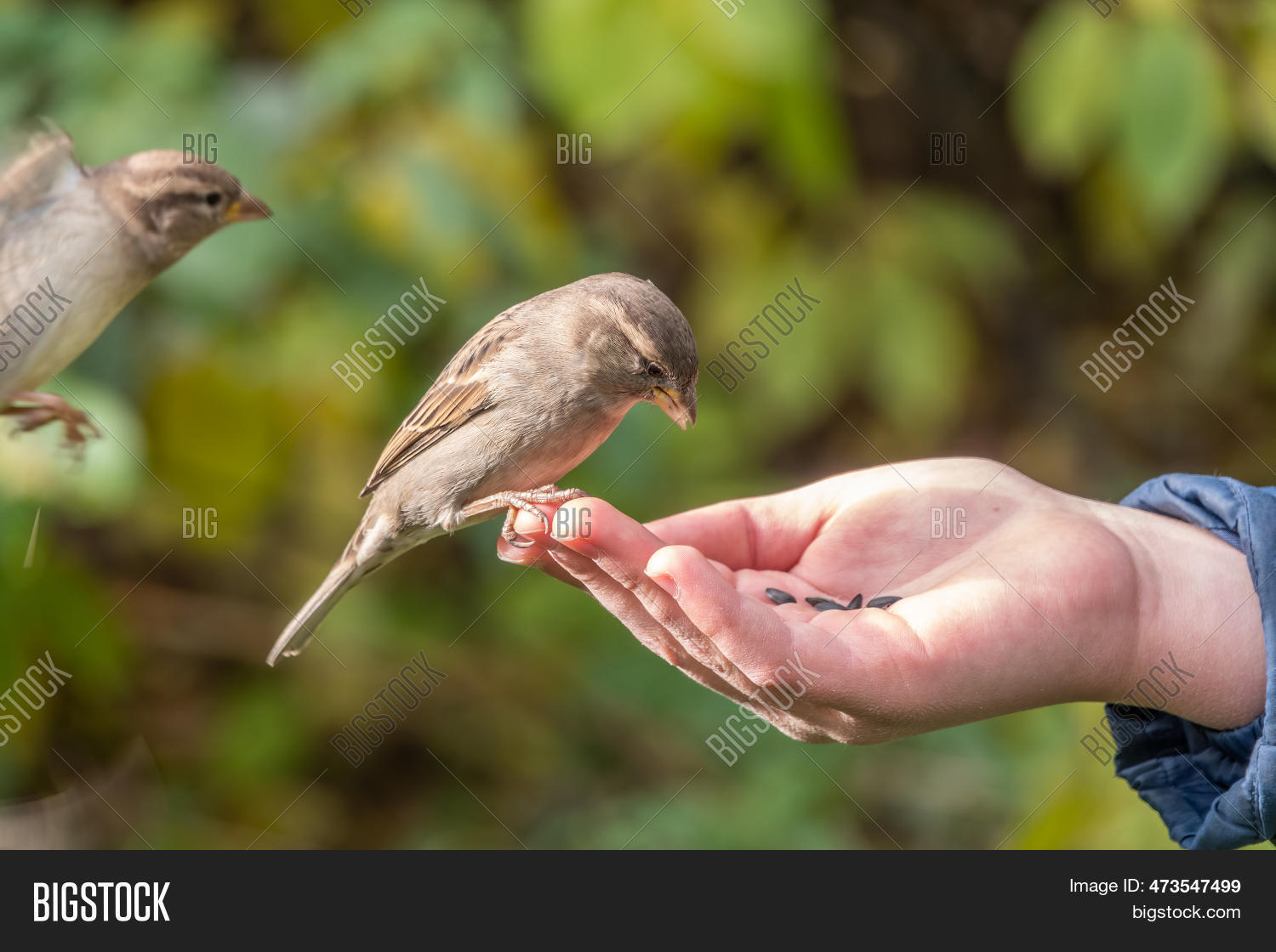 Boy Feeds Birds Seeds Image & Photo (Free Trial) Bigstock