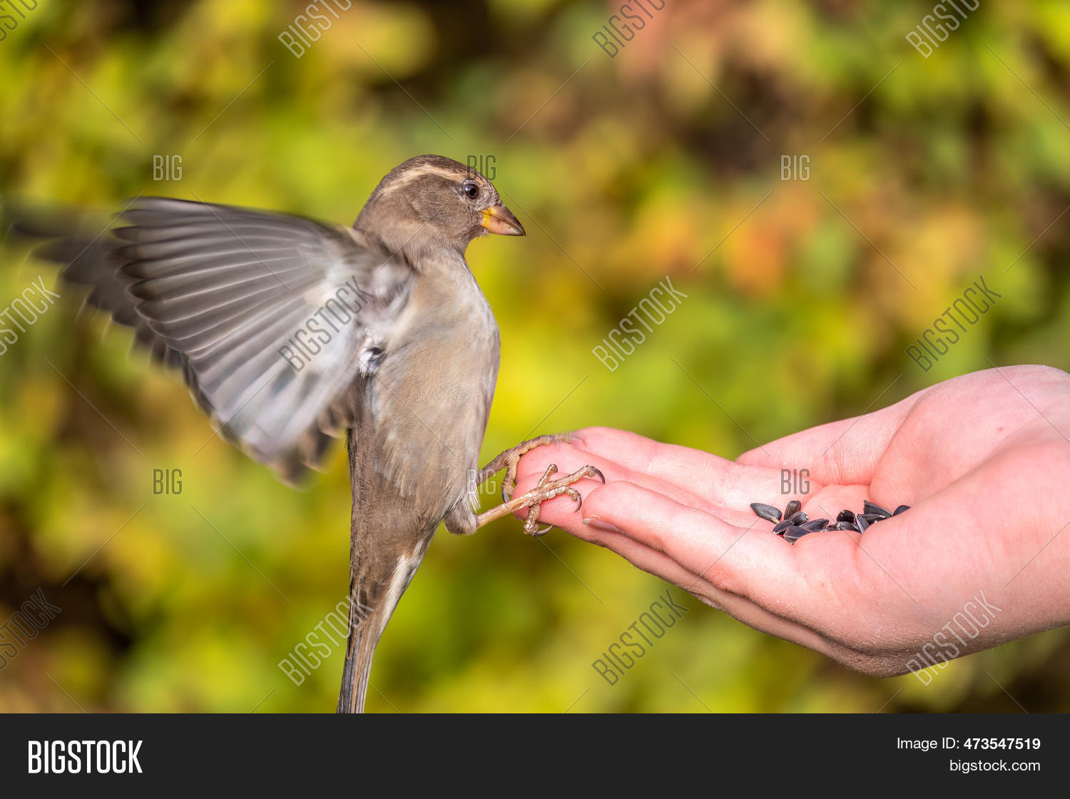 Boy Feeds Birds Seeds Image & Photo (Free Trial) Bigstock