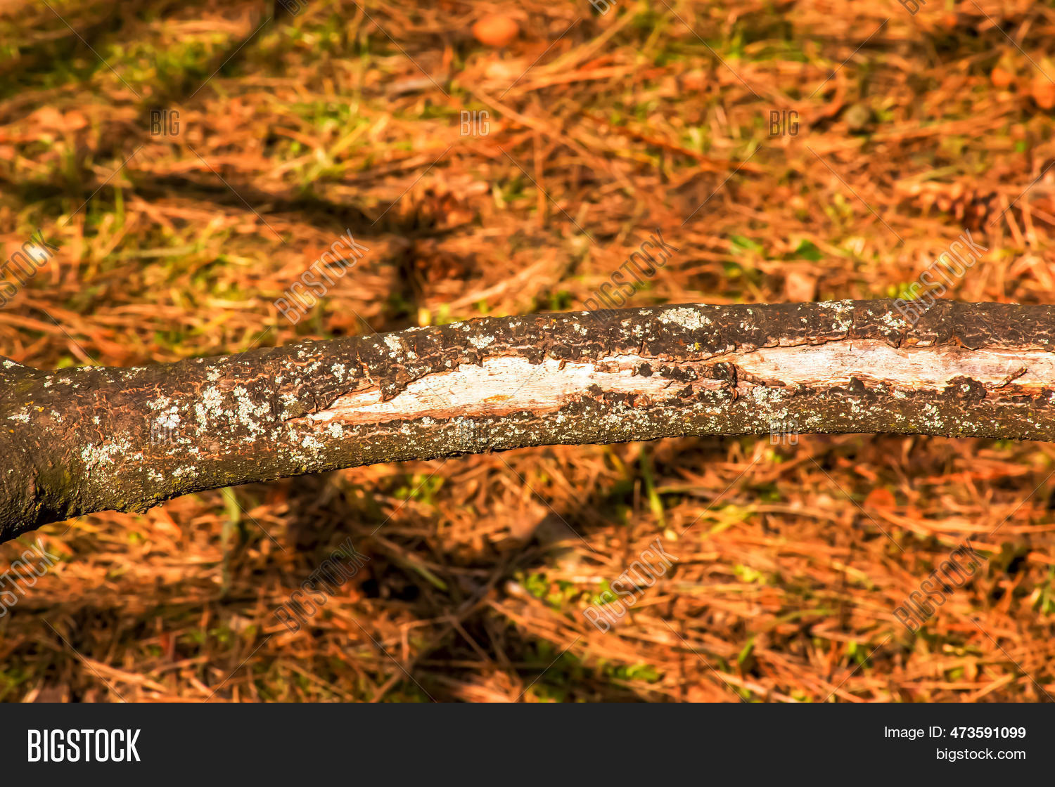 Trunk Staghorn Sumac Image & Photo (Free Trial) Bigstock