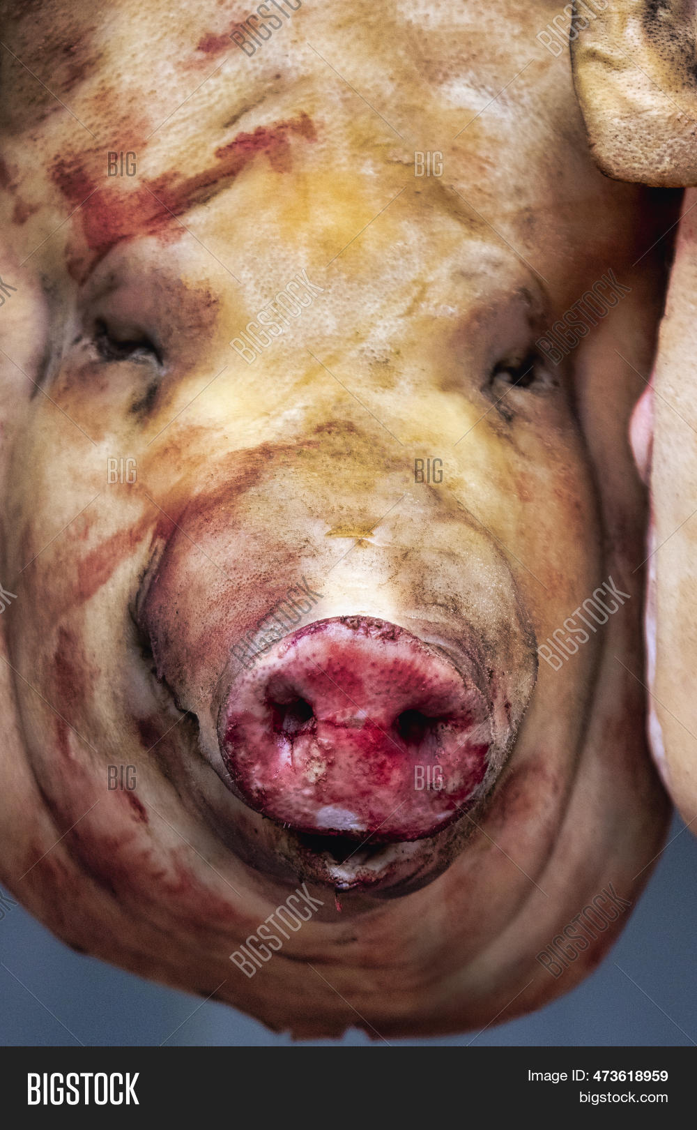 Pig's Head Butcher's Image & Photo (Free Trial) Bigstock