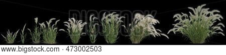 3d Illustration Of Set Hordeum Jubatum Bush Isolated On Black Background