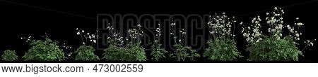 3d Illustration Of Set Astrantia Major Grass Isolated On Black Background