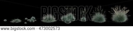 3d Illustration Of Set Festuca Glauca Grass Isolated On Black Background, Human Eye Angle
