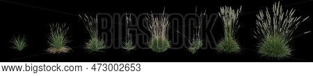3d Illustration Of Set Koeleria Macrantha Grass Isolated On Black Background, Human Eye Angle