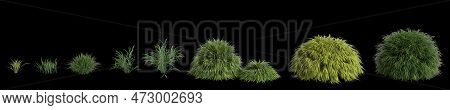 3d Illustration Of Set Hakonechloa Macra Isolated On Black Background, Human Eye Angle