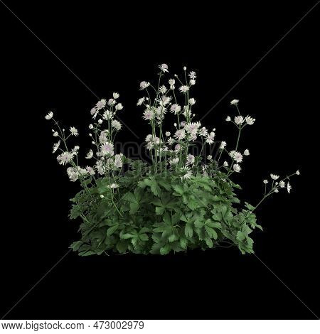 3d Illustration Of Astrantia Major Bush Isolated On Black Background