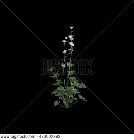 3d Illustration Of Astrantia Major Bush Isolated On Black Background