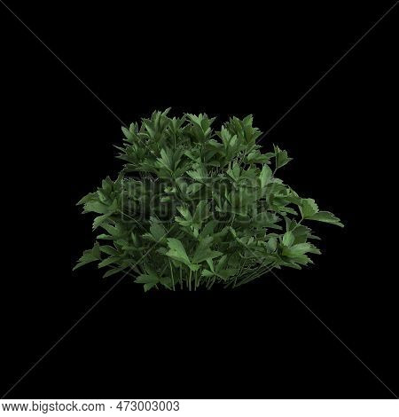 3d Illustration Of Astrantia Major Bush Isolated On Black Background