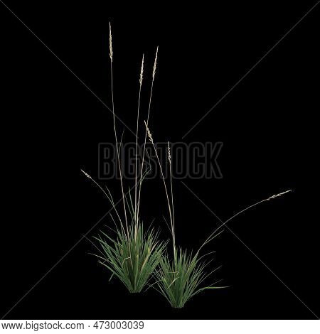 3d Illustration Of Koeleria Macrantha Bush Isolated On Black Background