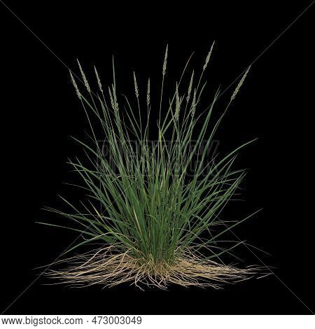 3d Illustration Of Koeleria Macrantha Bush Isolated On Black Background