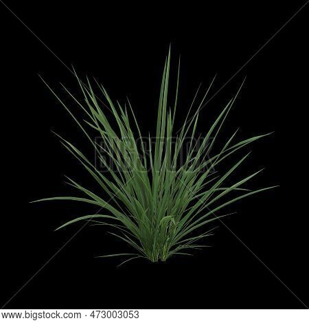 3d Illustration Of Koeleria Macrantha Bush Isolated On Black Background