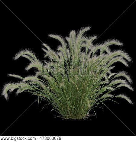 3d Illustration Of Hordeum Jubatum Bush Isolated On Black Background