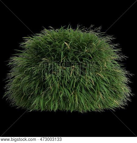 3d Illustration Of Hakonechloa Macra Bush Isolated On Black Background