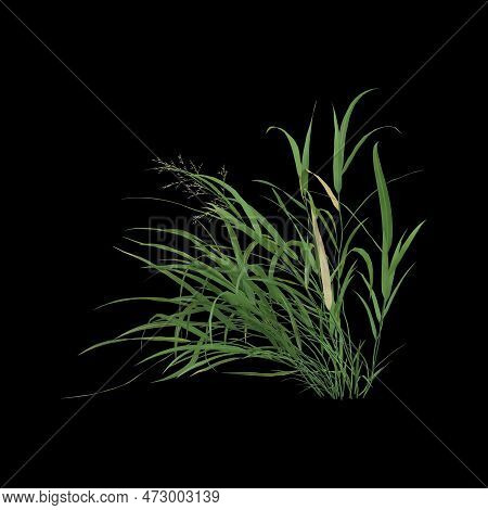 3d Illustration Of Hakonechloa Macra Bush Isolated On Black Background