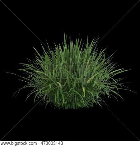 3d Illustration Of Hakonechloa Macra Bush Isolated On Black Background