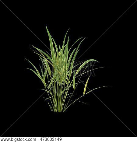 3d Illustration Of Hakonechloa Macra Bush Isolated On Black Background