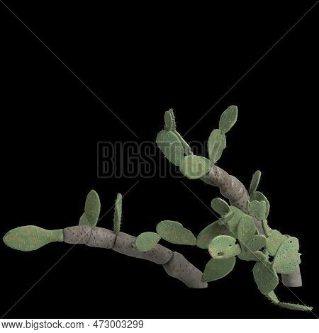 3d Illustration Of Opuntia Ficus Indica Bush Isolated On Black Background