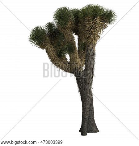 3d Illustration Of Yucca Decipiens Isolated On White Background