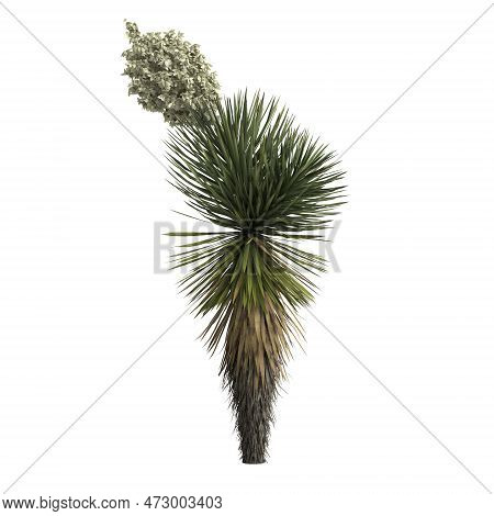 3d Illustration Of Yucca Decipiens Isolated On White Background