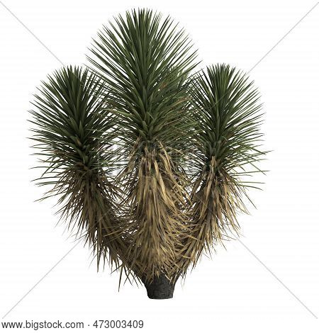 3d Illustration Of Yucca Decipiens Isolated On White Background