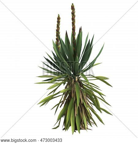 3d Illustration Of Yucca Flaccida Isolated On Black Background