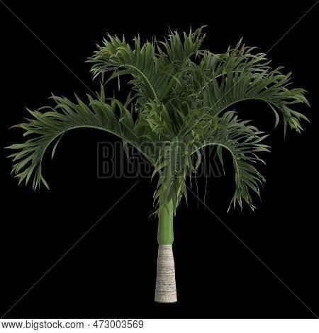 3D Illustration Of Adonidia Merrillii Palm Isolated On Black Background