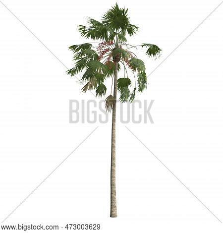 3D Illustration Of Saribus Rotundifolius Palm Isolated On White Background