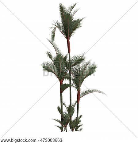 3d Illustration Of Cyrtostachys Renda Palm Isolated On White Background