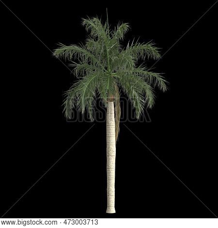 3D Illustration Of Roystonea Regia Palm Isolated On Black Background