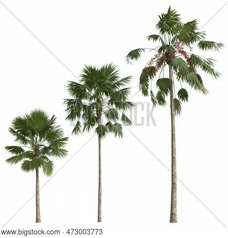3d Illustration Of Set Saribus Rotundifolius Palm Isolated On White Background