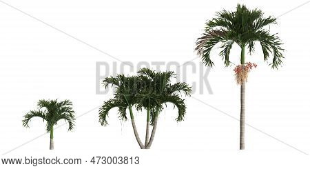 3d Illustration Of Set Adonidia Merrillii Palm Isolated On White Background