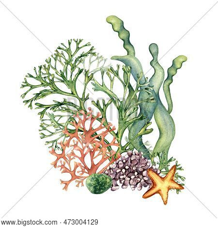Composition Of Colorful Sea Plants Watercolor Illustration Isolated On White.