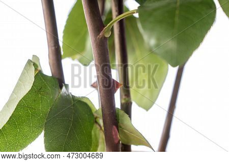 Rose Pruning Of Large Thorns. Close-up Hands In Protective Gloves Prune A Rose Bush With Large Thorn