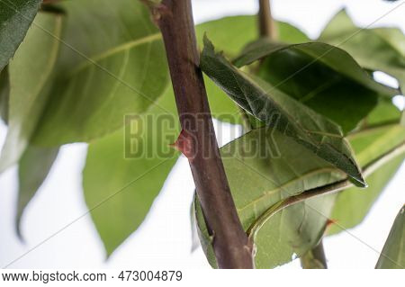 Rose Pruning Of Large Thorns. Close-up Hands In Protective Gloves Prune A Rose Bush With Large Thorn