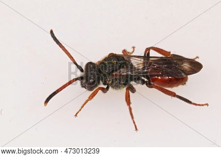 Detailed Closeup On The Dark Red Colored Female Of The Cleptoparasite Fabricius' Nomad Bee, Nomada F
