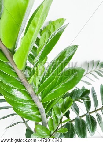 Zamioculcas Zamifolia Dollar Tree. On White. Close