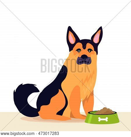 German Shepherd Dog Eating Dog Food From Metal Bowl. For Shepherd Lovers Every Where. International 