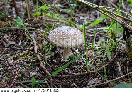 Panther Fly Agaric. Mushroom Of The Genus Amanita Of The Family Amanitaceae. Close-up.