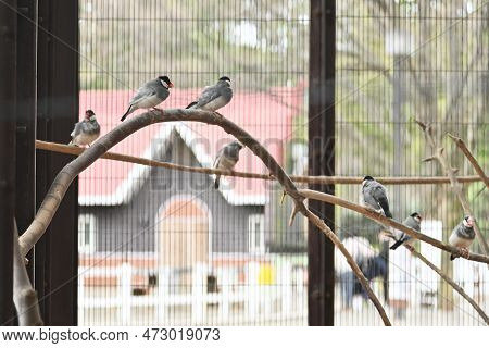 Java Sparrow ( Padda Oryzivora ). Java Sparrows Are Hardy And Friendly To Humans, Making Them Very E