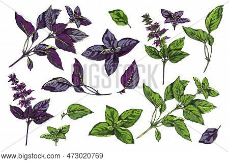 Red Rubin And Green Basil Herb Collection, Sketch Vector Illustration Isolated.