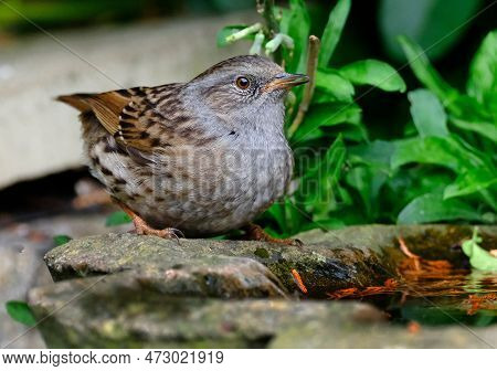 The Dunnock Is A Small Passerine, Or Perching Bird, Found Throughout Temperate Europe And Into Asian