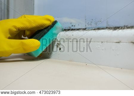 Woman Is Cleaning A Lot Of Black Mold Fungus Growing On The Windowsill At Home. Dampness Problem Con