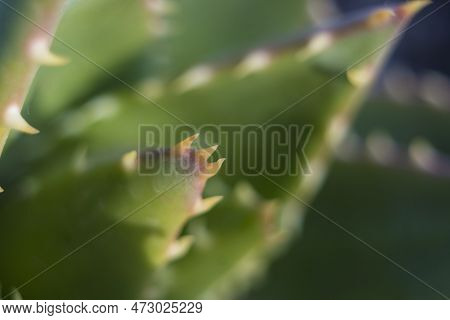 Extreme Close-up Shot Of The Spikes An Thorns Of An Aloe Perfoliata Or Mitre Aloe, Also Commonly Nam