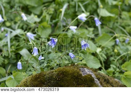 Apennine Anemone Blue Flowers In The Spring