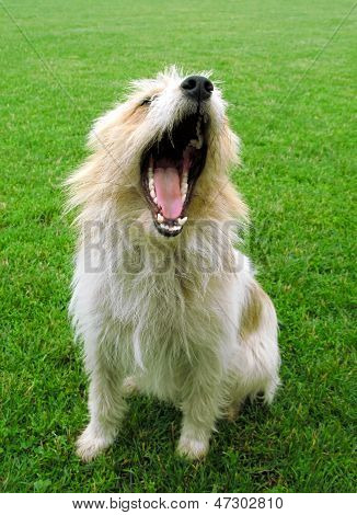 Perro de la pradera verde