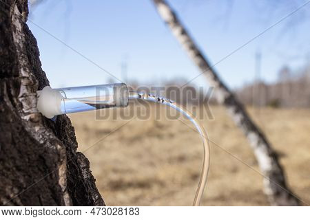 A Village Man Collects Birch Sap In Early Spring In Order To Improve His Health And Resell It To Huc
